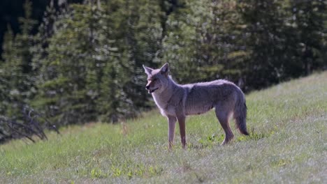 a solitary coyote stands alert in a vibrant meadow, surrounded by the lush greenery of a forested area