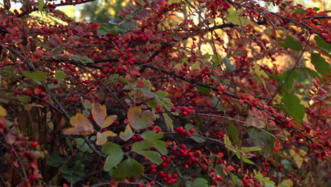 Planta-Otoñal-Con-Racimos-De-Bayas-Rojas-En-El-Jardín