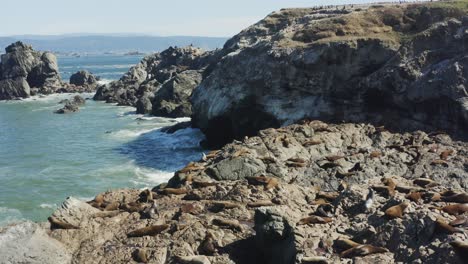 Beautiful-slowly-panning-aerial-drone-shot-of-a-large-group-of-seals-on-ocean-rocks-in-the-sunshine,-with-crashing-ocean-waves-nearby