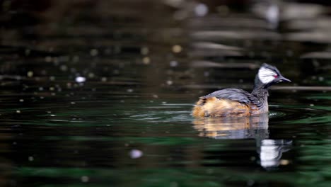 a white-tufted grebe eating a small chanchito fish and then swimming on a lake