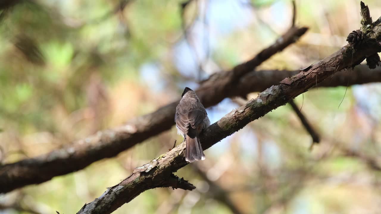 encaramado en una rama de pino y luego se mueve hacia la derecha trepando por el árbol para desaparecer, bulbul pycnonotus aurigaster con cabeza de hollín, phu ruea, ming mueang, loei en tailandia