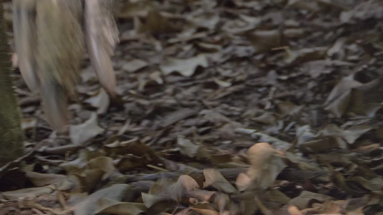 Feet Of A Southern Cassowary Walking On The Forest Ground With Fallen Dry Leaves