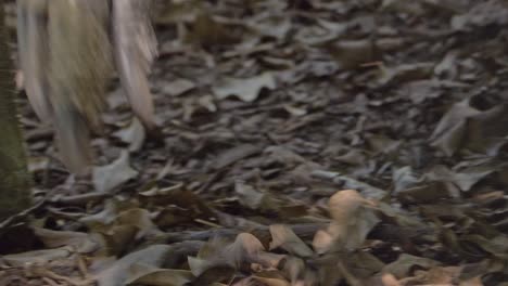 feet of a southern cassowary walking on the forest ground with fallen dry leaves