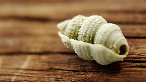 green conchiglie pasta on wooden table