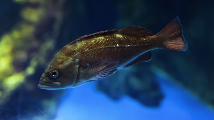 Ein einzelner Fisch erkundet eine lebendige Aquarienlandschaft
