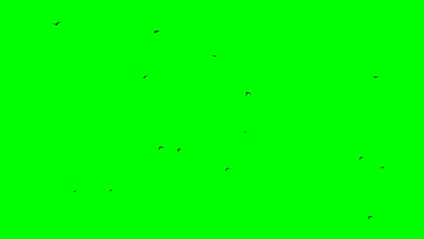 black birds fly from right to left and hastily raising their wings chromakey footge seamless