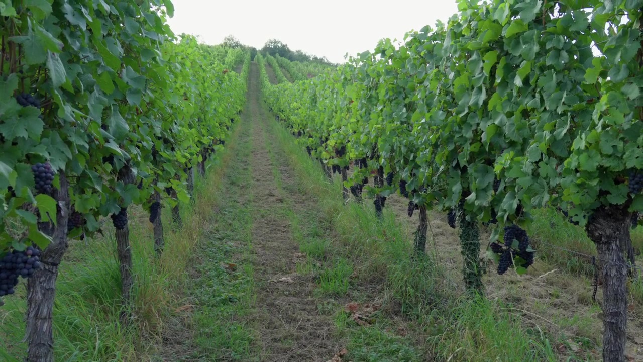 Ripresa cinematografica a livello del suolo che si muove tra rigogliosi vigneti verdi nella regione vinicola della Mosella.