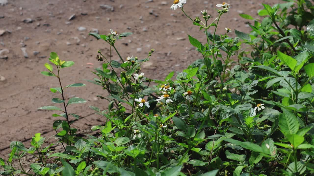 Timelapse of potato plants growing in soil