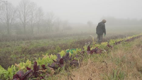 young farmer is holding a box of organic vegetables walk on field at sunlight agriculture farm field harvest garden nutrition organic fresh outdoor slow motion