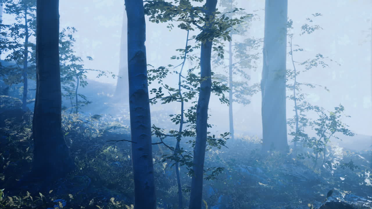 Misty forest landscape with tall trees and gentle light at dawn