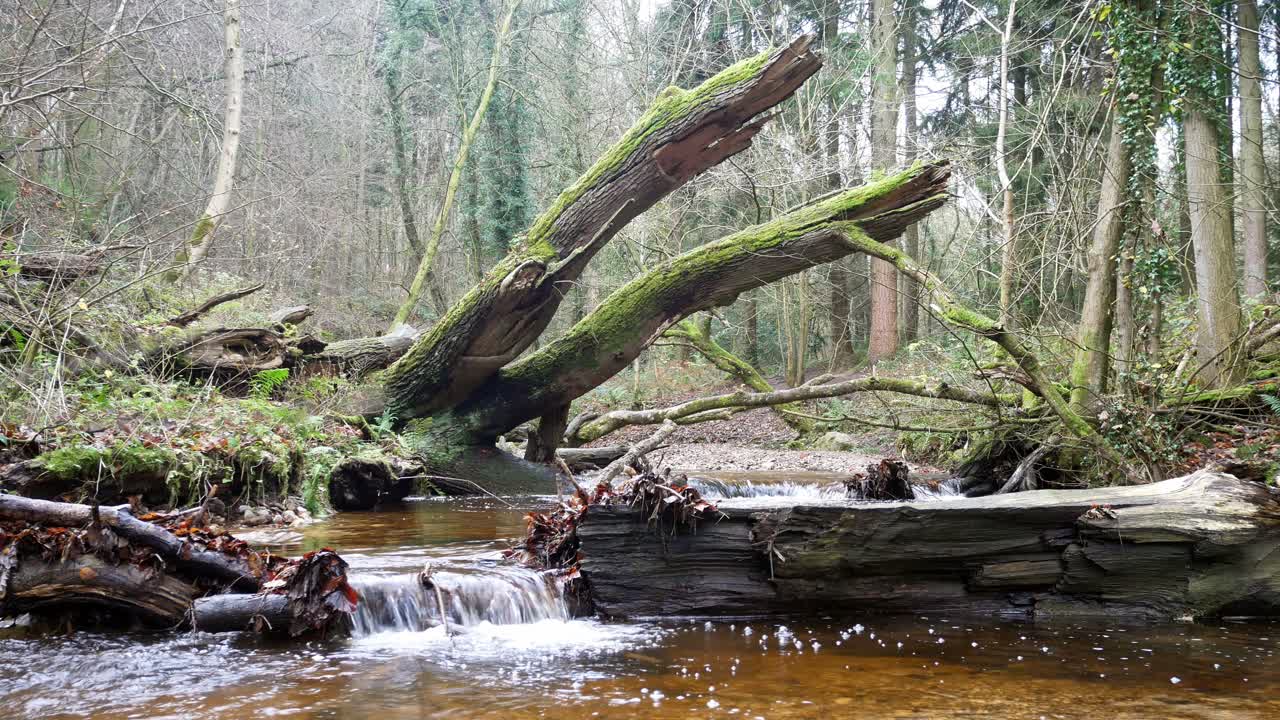 Lush forest flowing fresh river water jungle woodland trees wilderness tranquil scene