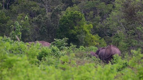 Los-Elefantes-Asiáticos-Son-Especies-En-Peligro-De-Extinción-Y-También-Son-Residentes-De-Tailandia