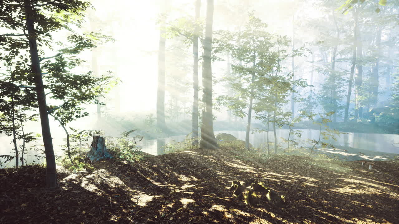 Misty morning light filters through the trees by the tranquil lakeside shore