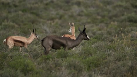 a springbuck with a dark colour skin variation due to higher levels of melatonin