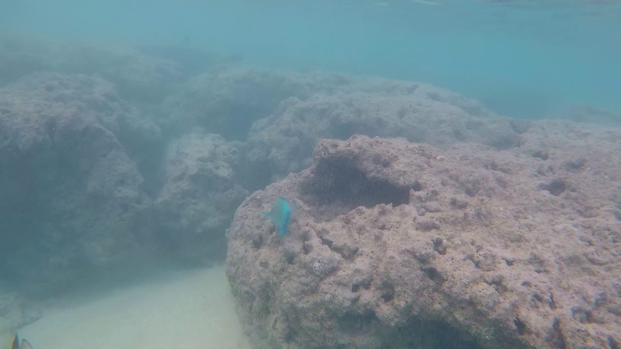 cámara enfocada en un brillante pez loro aguamarina nadando alrededor de los arrecifes de coral de la bahía de hanauma, en oahu