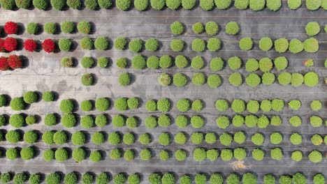 rising top down aerial to review rows of hundreds of round chrysanthemums in straight rows in amish garden nursery