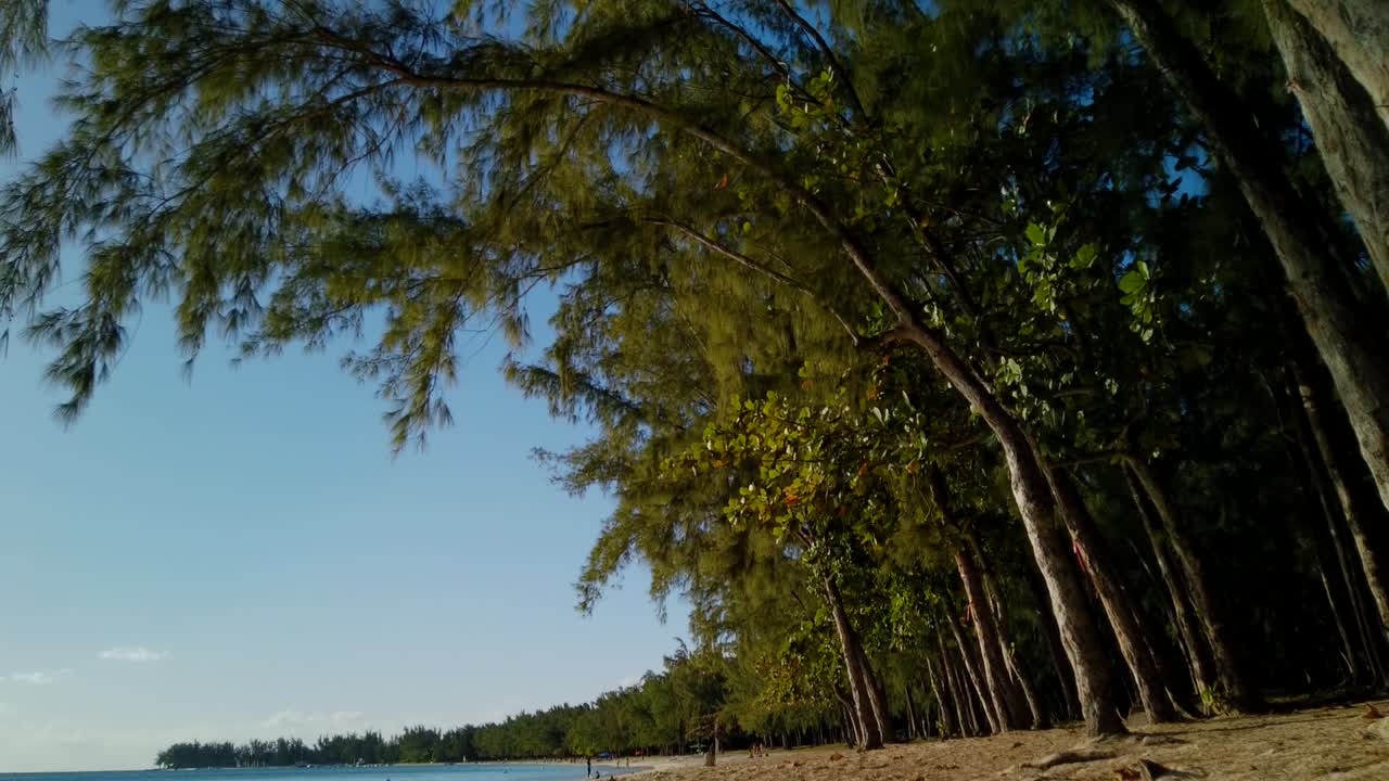 таймлапс тропического пляжа с большим количеством деревьев