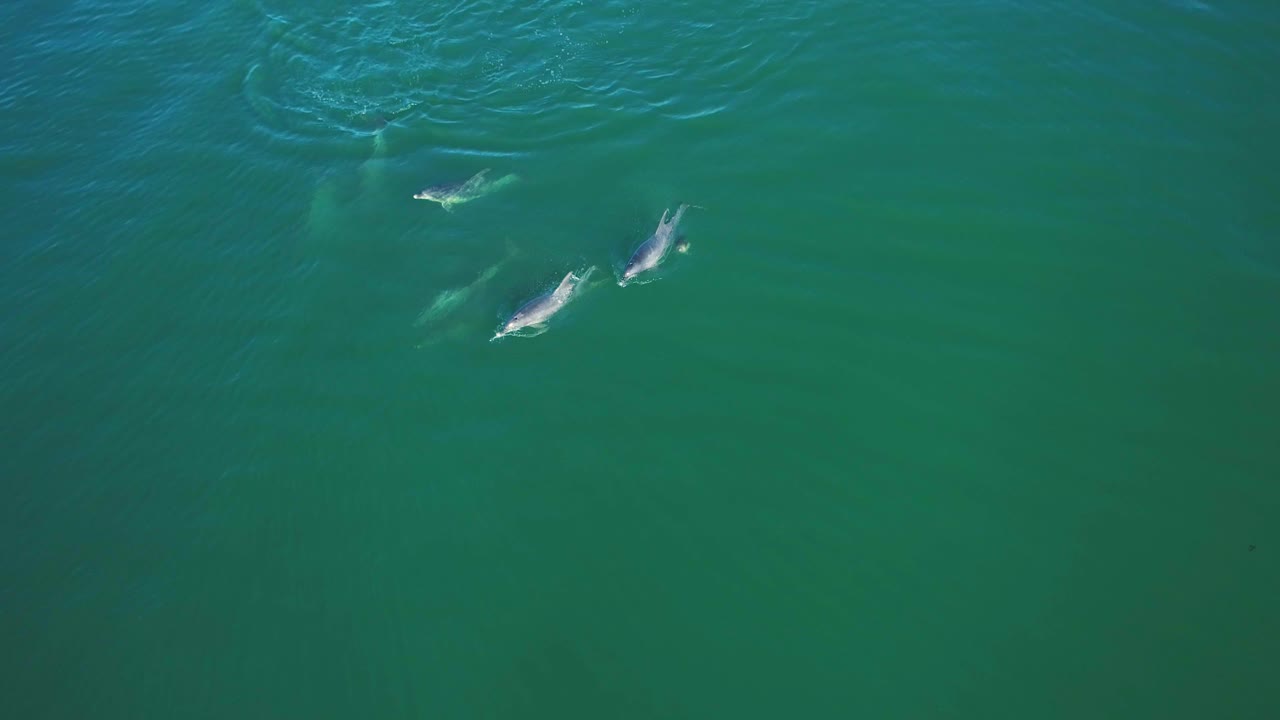 Aerial top down shot of pod of dolphins swimming in search of fish