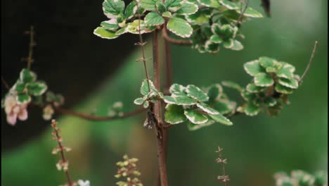 close-up of a plant with green and white variegated leaves