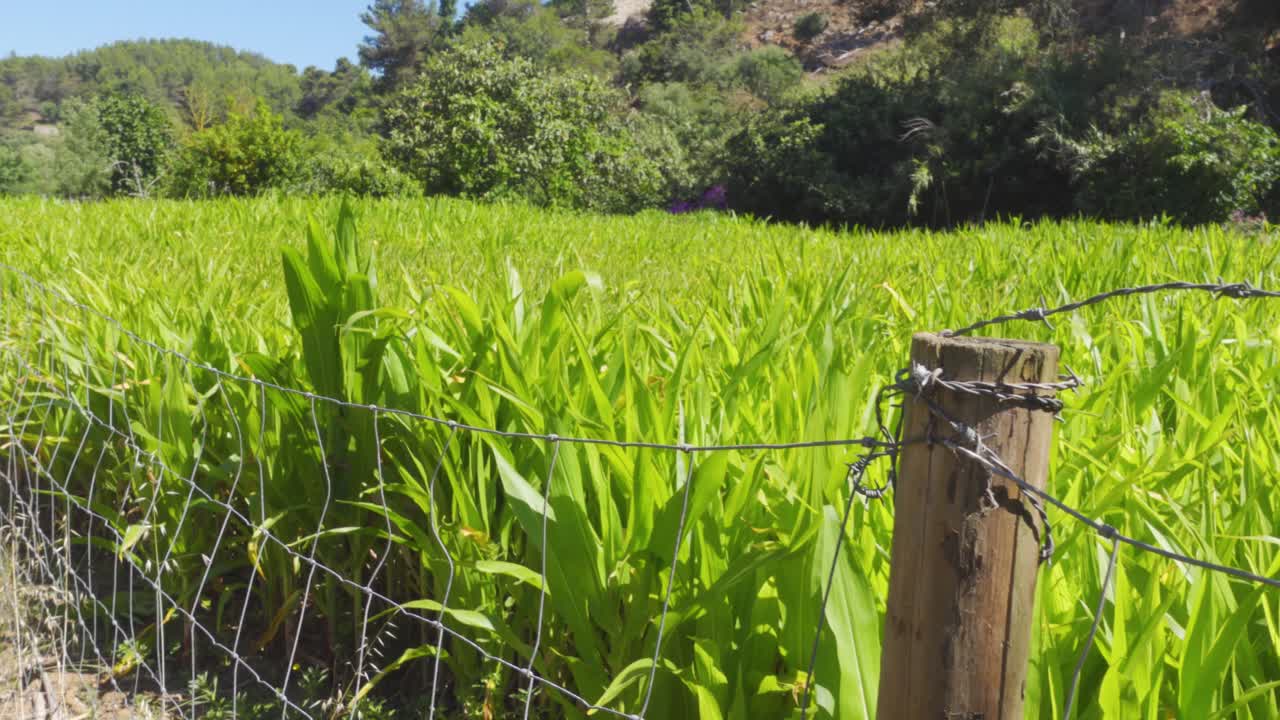 포르투갈의 전경에 울타리가 있는 어린 옥수수 밭