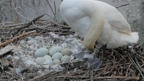 close up swan nesting and protecting cygnet eggs un hatched next to lake water