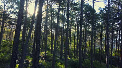 4K-Drohnenaufnahmen-Von-Bäumen-In-Einem-Wald