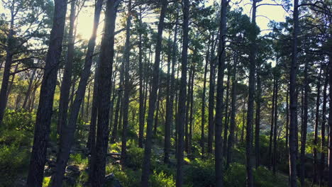imágenes de drones de 4k de árboles en un bosque