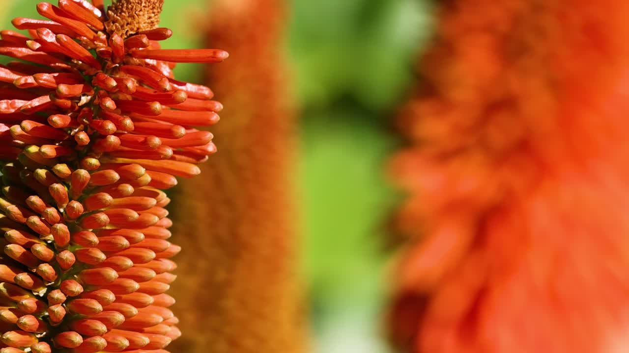 Detailed view of red and orange flower spikes with a blurred green background.