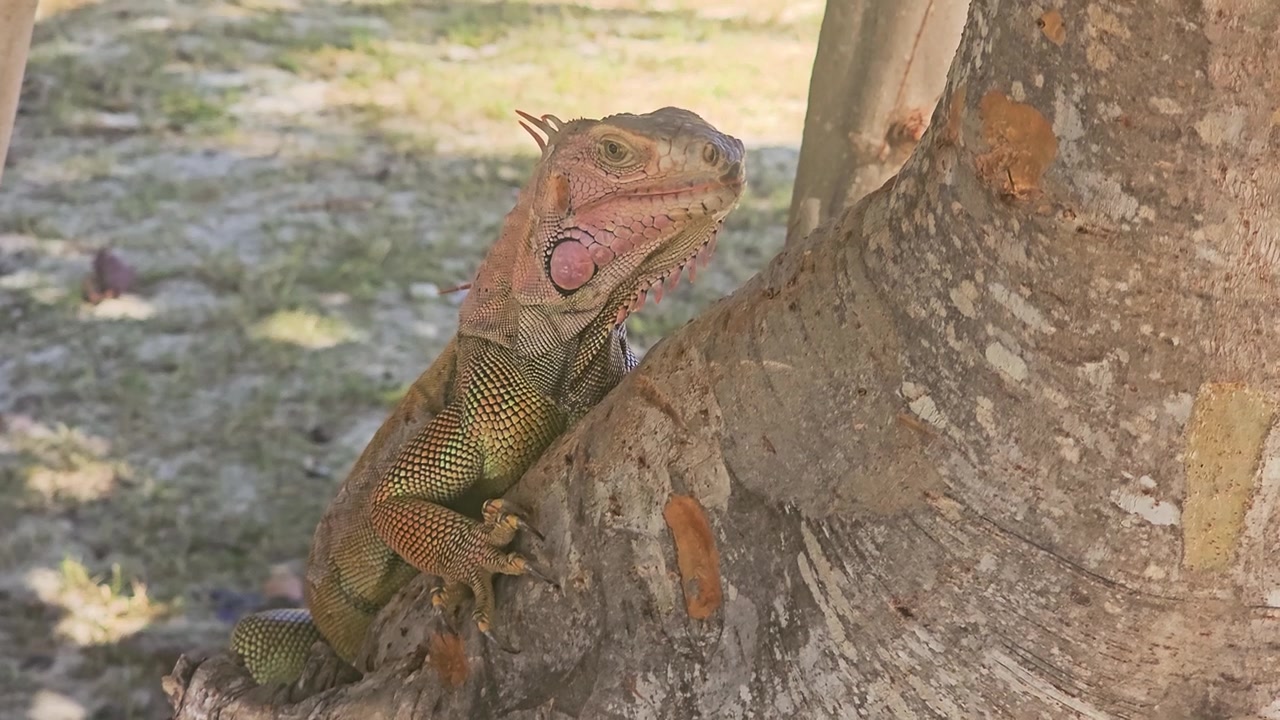 Iguana mimetizzata contro la corteccia chiara di un albero in una scena tropicale all'aperto, che mostra artigli affilati, corpo lungo, cresta spinosa, giogaia rosa, foglie secche, terreno sabbioso e sole filtrato