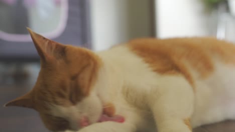 Close-up-of-house-cat-licking-and-cleaning-itself-on-floor-inside-house