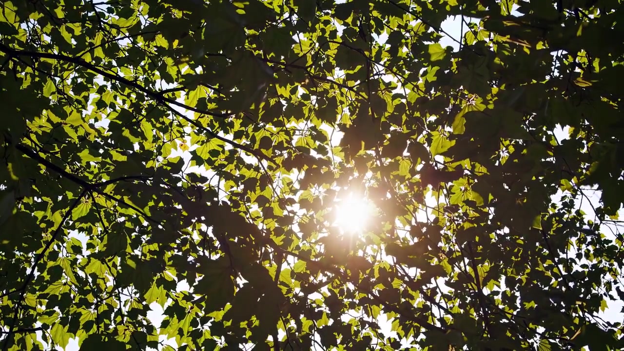 Sunlight Filtering Through Green Tree Leaves