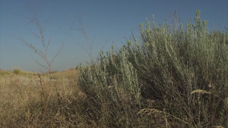 desert grassland with a dry brush in the foreground