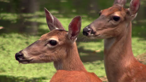 White-tailed-deer-close-up