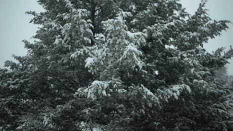 snowflakes, snow falling in slow motion during winter storm on evergreen, pine tree