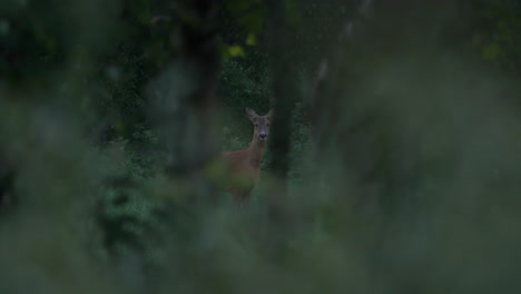 Motionless-red-deer-stares-through-gap-in-trees-in-forest-on-high-alert