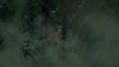 motionless red deer stares through gap in trees in forest on high alert