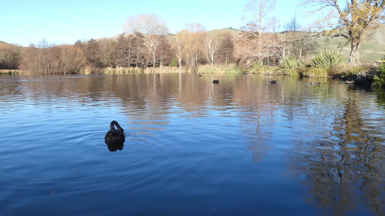 백조는 잔잔한 호수를 먹고 물에 잔물결과 반사를 만듭니다 - 테일러 댐 호수