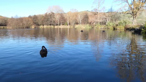 los cisnes se alimentan de un lago tranquilo creando ondas y reflejos en el agua - lago taylor dam