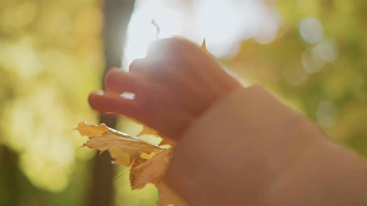 close up of person gently touching golden autumn leaves with sunlight streaming through trees, creating dreamy natural lens flare effect as warm tones and soft focus