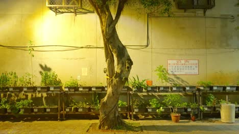 warped tree in small dirt patch in front of potted seedlings in asia at night