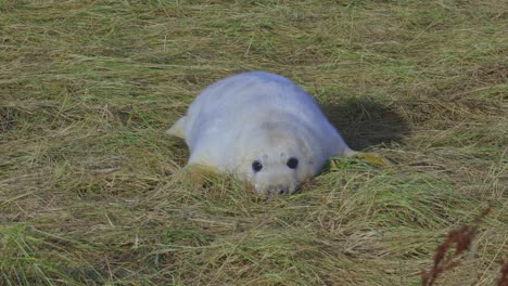 Breeding-season-for-Atlantic-Grey-seals,-newborn-pups-with-white-fur,-mothers-nurturing-and-bonding-in-the-warm-November-evening-sun