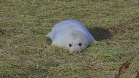 temporada de reproducción para las focas grises del atlántico, cachorros recién nacidos con pelaje blanco, madres que cuidan y se unen en el cálido sol de la tarde de noviembre