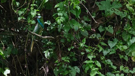 la cámara se aleja mientras este pájaro mira a su alrededor en busca de comida mientras un insecto desciende para aterrizar en su percha, el abejorro de barba azul nyctyornis athertoni, tailandia