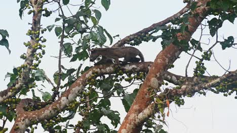 Beim-Essen-Von-Früchten-Nach-Links-Und-Unten-Gehen,-Um-Aus-Dem-Bild-Zu-Verschwinden,-Dreistreifen-Zibetpalme-Arctogalidia-Trivirgata,-Thailand