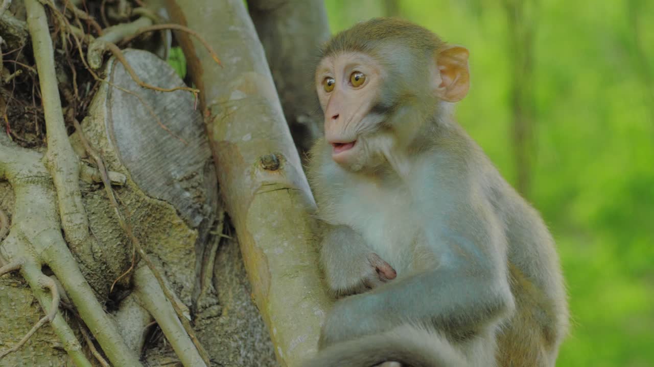 soft, tender, clam tree monkey.   A primate that mimics some of humankind's best and worst emotions.  This monkey looks forward to its future.  As it slowly moves after deep thought
