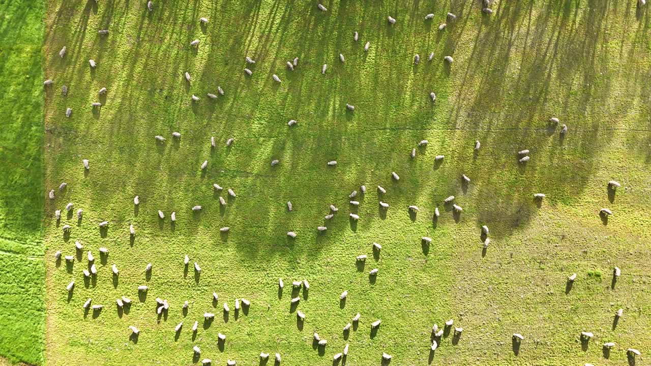 Sheep move across a lush, sunlit mountain slope in New Zealand, captured from above