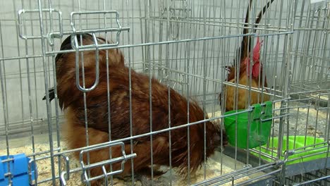 two cocks in the cage are eating grain