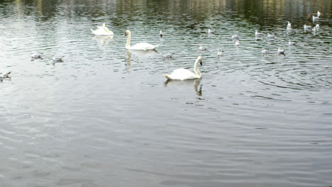 ducks and swans swimming in cold water