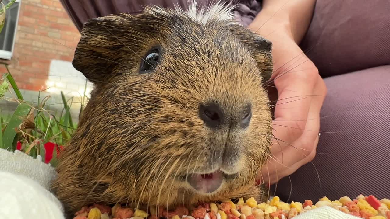 기니 돼지 먹이 시간