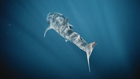 Beautiful-speckled-skin-of-whale-shark-as-it-swims-between-light-beams-underwater